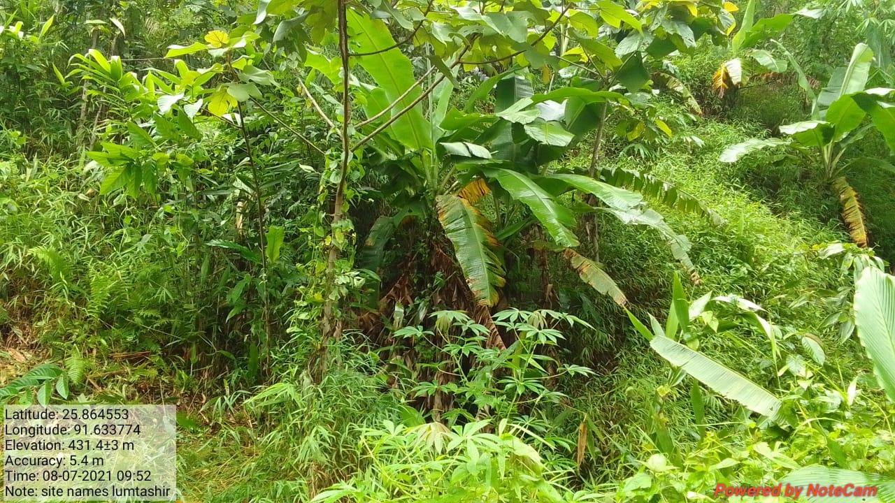 G:\Medical Leave Gordon\VILLAGE REPORT PICTURES\JIRANG BLOCK\Sohkyrbam rim\10.Horticulture\WhatsApp Image 2023-03-07 at 08.44.47.jpeg